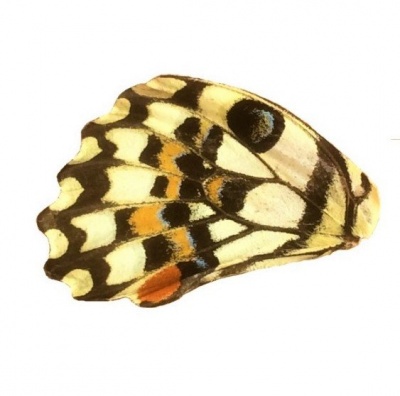 PAPILLIO DEMOLEUS HIND WING
